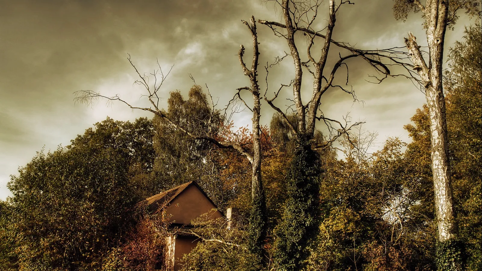 An old, weathered cabin is partially hidden by dense trees with autumn foliage under a cloudy sky.