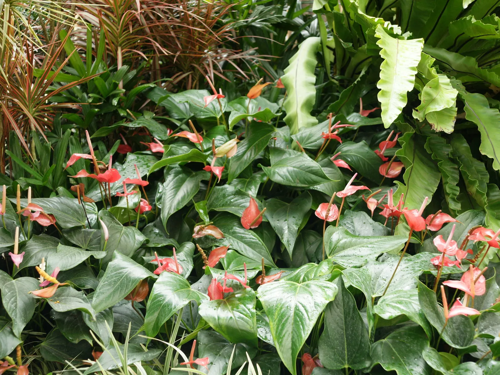 Numerous small red anthurium flowers bloom amidst lush green leaves.