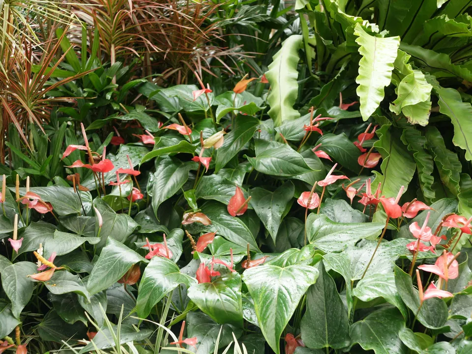 Numerous small red anthurium flowers bloom amidst lush green leaves.