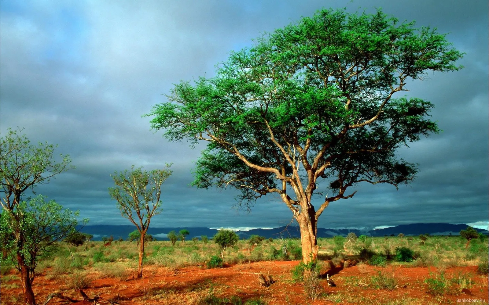 A large acacia tree with green foliage stands in a dry, red-soiled landscape under a dramatic cloudy sky.