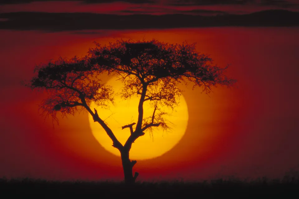 A silhouette of an acacia tree stands against a large, bright orange sun during sunset.