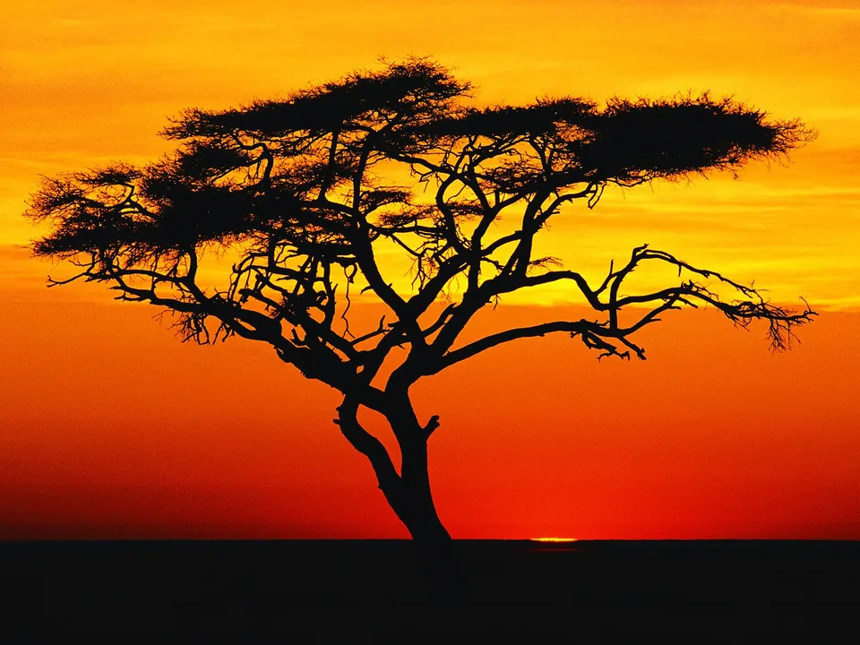 A silhouetted acacia tree stands against a vibrant orange and yellow sunset sky with the sun just touching the horizon.