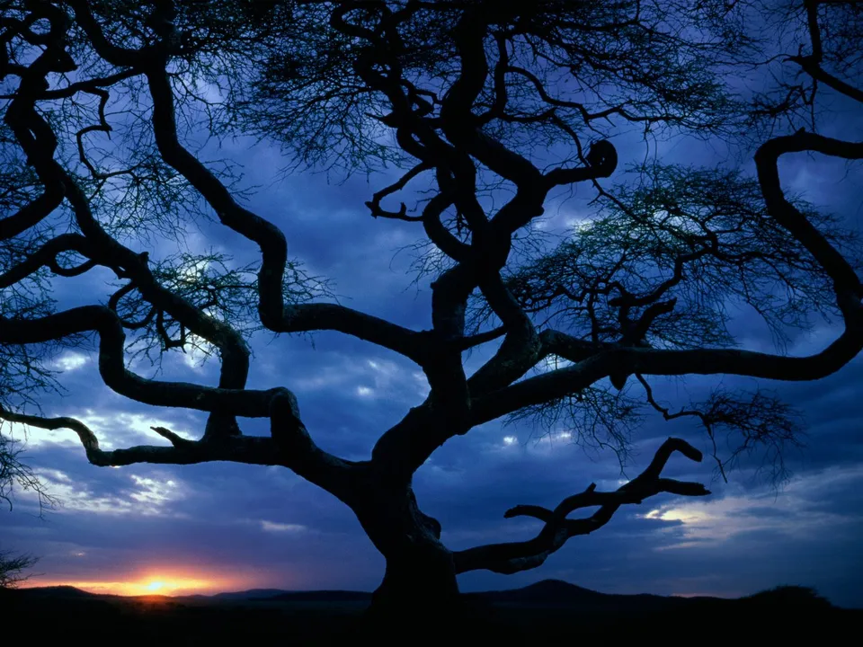 A silhouetted acacia tree with gnarled branches against a dramatic sunset sky with clouds.