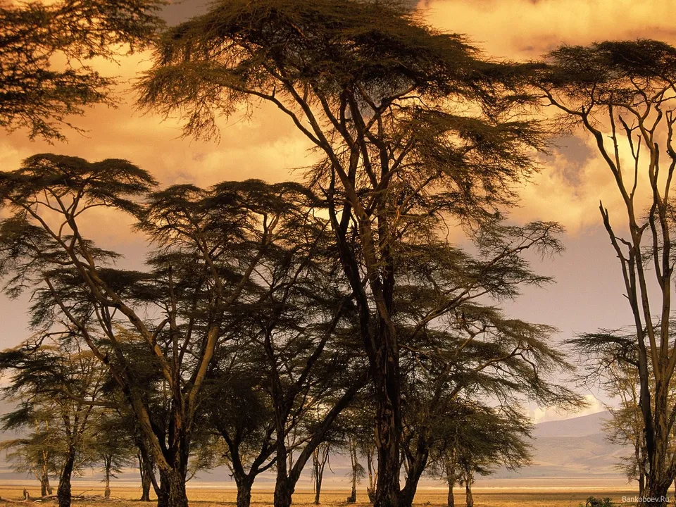 Silhouetted acacia trees with intricate branches against a warm, cloudy sky.