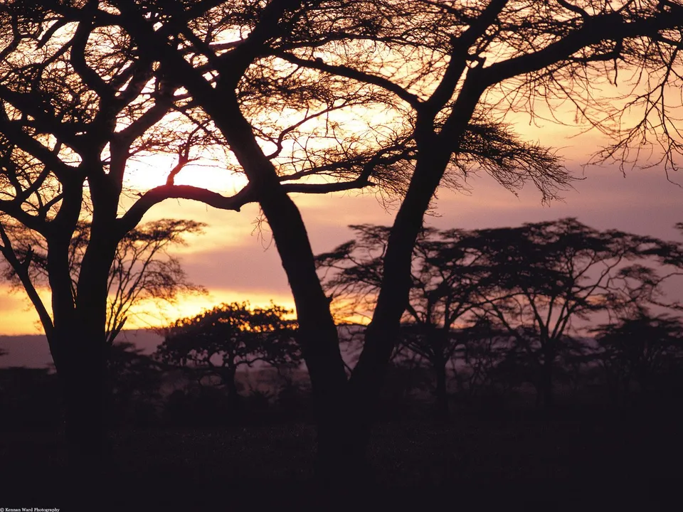Silhouetted acacia trees stand starkly against a vibrant sunset sky with hues of orange and purple.