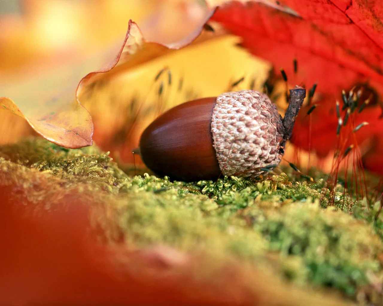 A close-up of a brown acorn with a textured cap rests on vibrant green moss, surrounded by colorful autumn leaves.