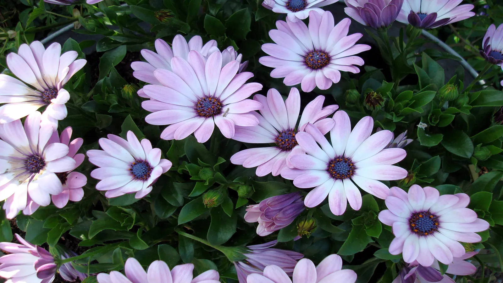 A close-up view of several blooming African daisies with delicate pink and white petals and dark blue centers.