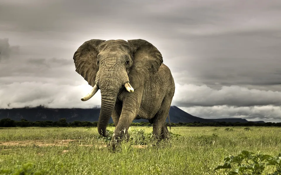 A large African elephant walks forward in a grassy field under a dramatic, cloudy sky.
