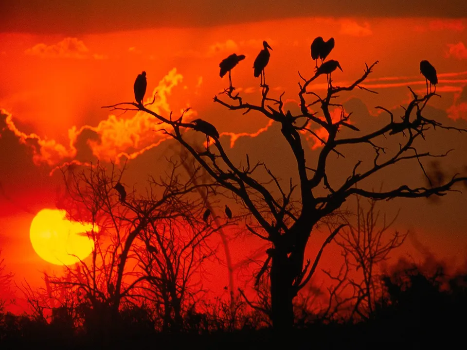 Silhouetted birds perch on bare tree branches against a vibrant orange and yellow sunset sky.