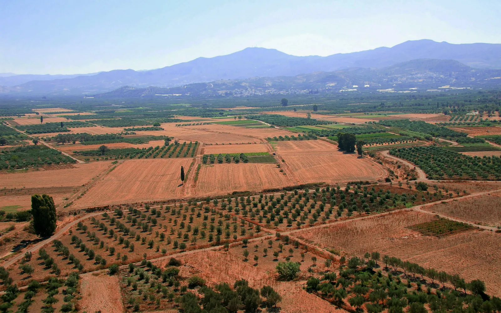 An aerial view of vast agricultural fields with rows of trees and crops, stretching towards distant mountains.