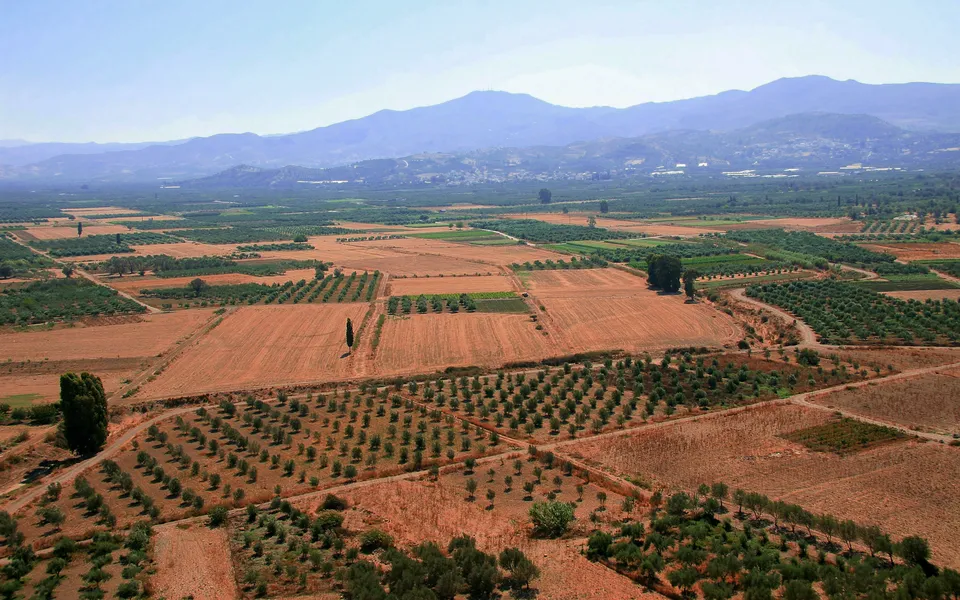 An aerial view of vast agricultural fields with rows of trees and crops, stretching towards distant mountains.