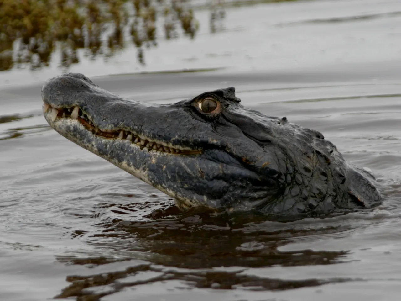 A close-up shot of an alligator's head and snout as it emerges from murky water, with its mouth slightly open.
