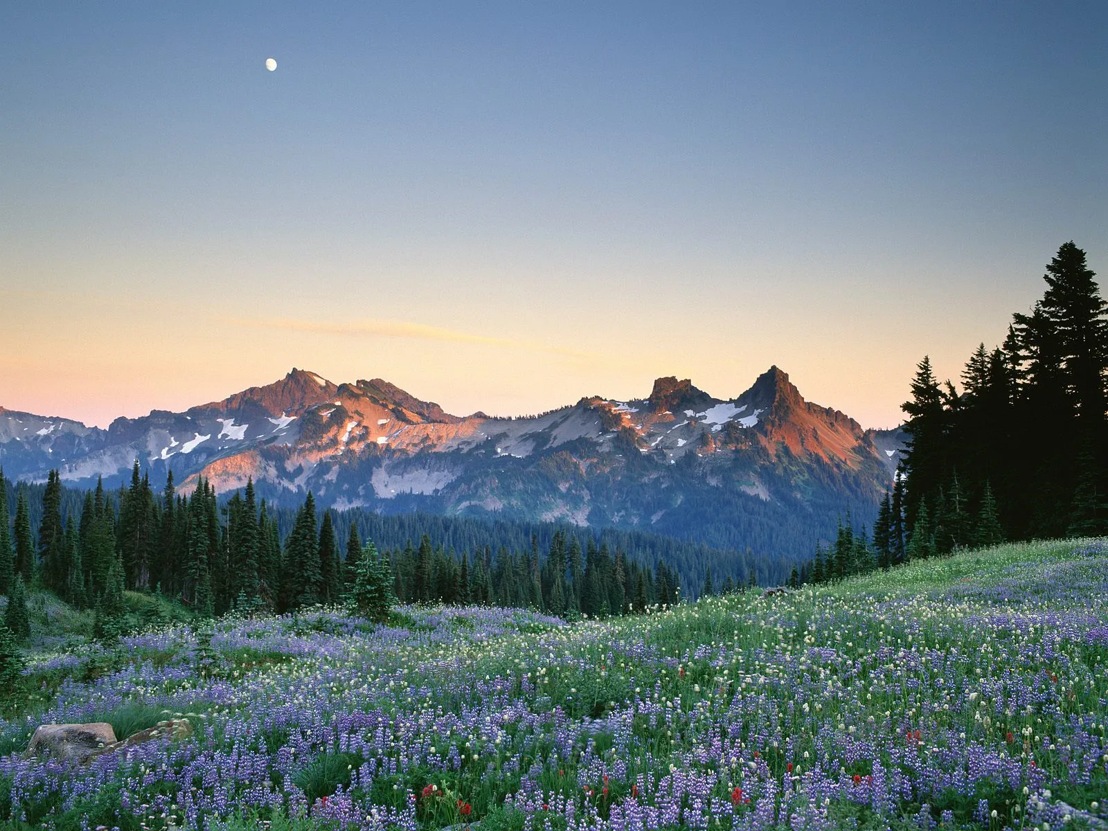 A vast meadow filled with purple wildflowers slopes up towards majestic mountains bathed in the warm light of sunrise.