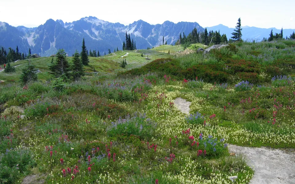 A wide alpine meadow displays a variety of red, purple, and yellow wildflowers.