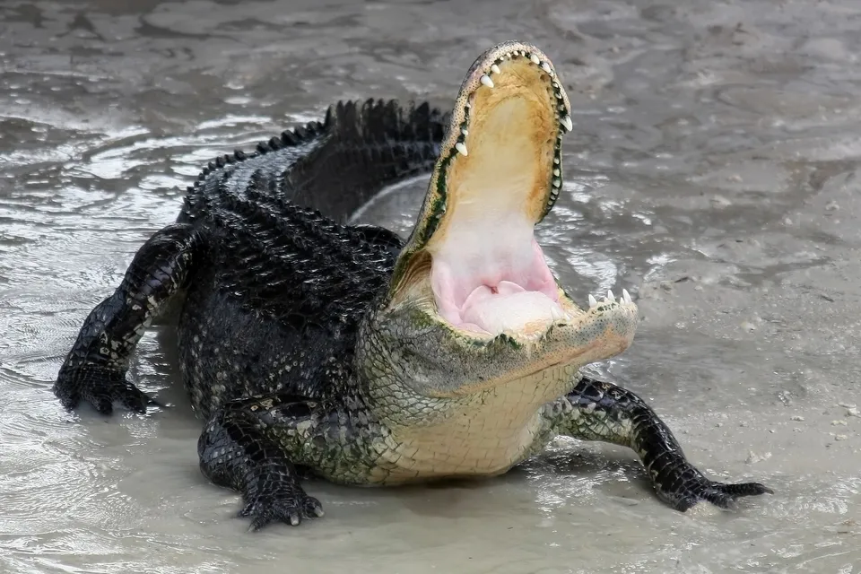An American alligator with its mouth wide open, showing its teeth and pink interior, in shallow muddy water.