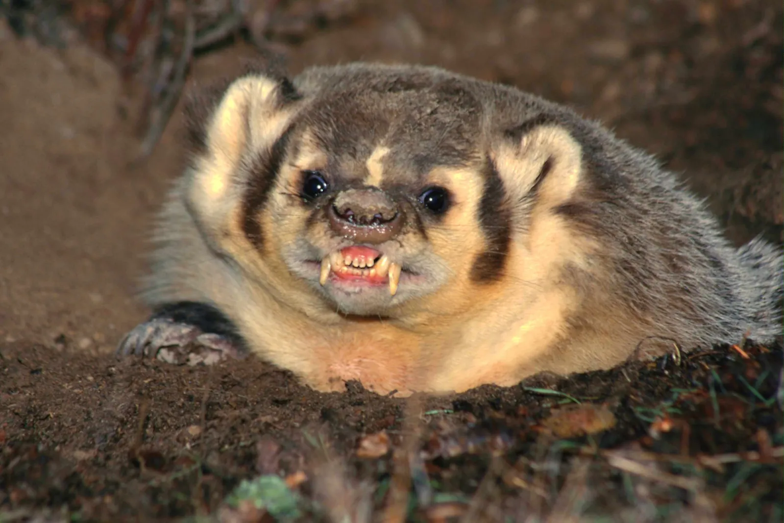 A close-up of an American badger emerging from its burrow, baring its teeth.