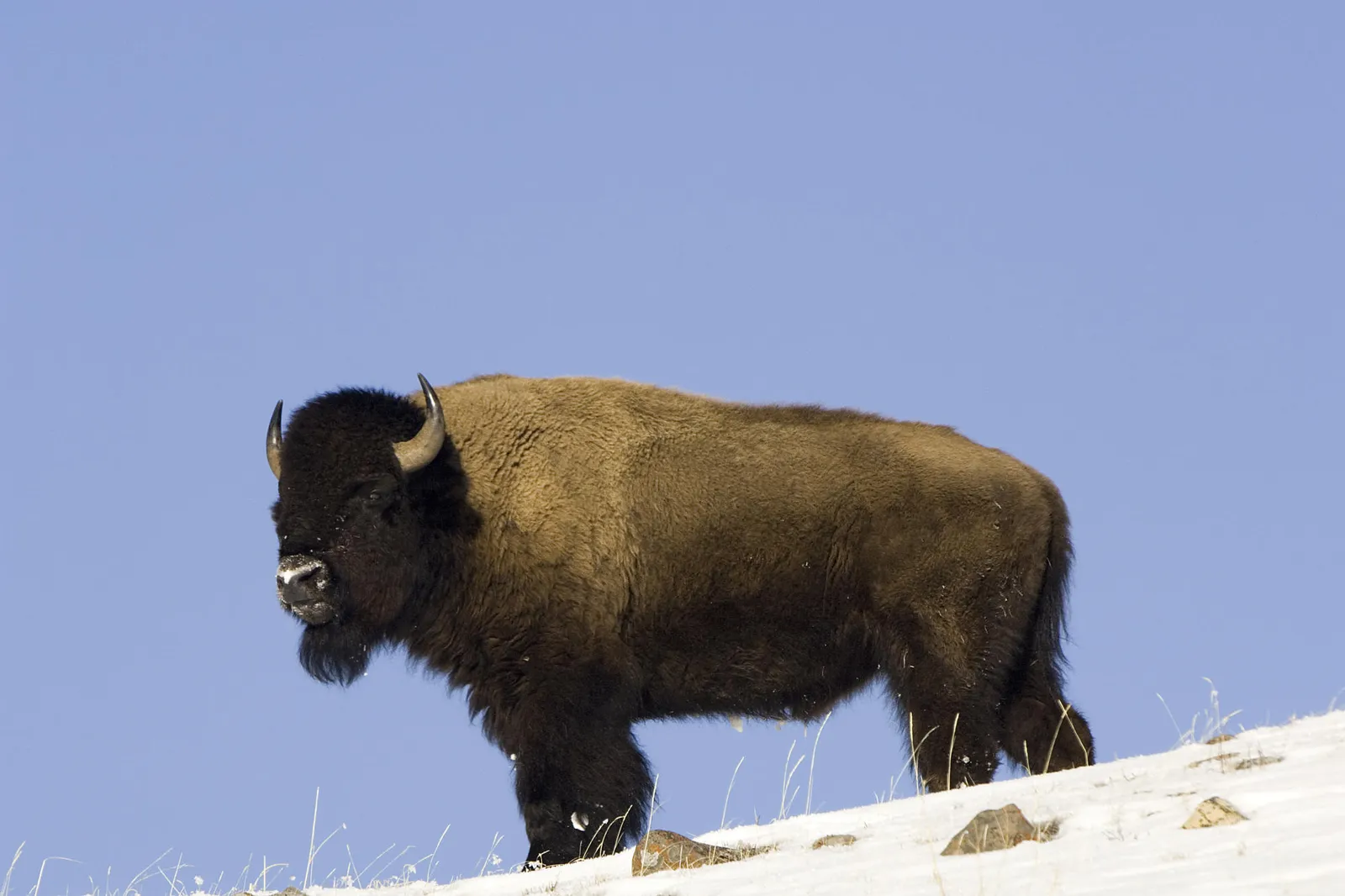 A large American bison stands on a snow-covered slope against a clear blue sky.