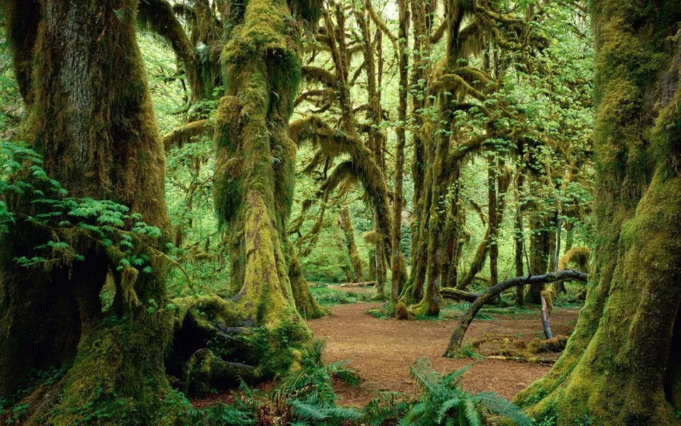 Sunlight filters through a dense canopy onto an ancient forest path covered in lush green moss.