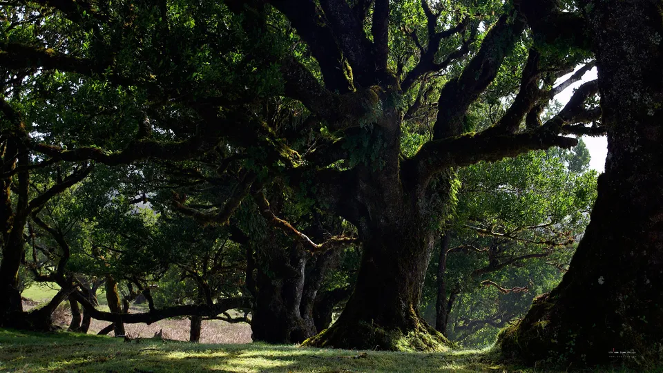 Sunlight streams through the dense canopy of ancient, moss-covered trees in a forest.