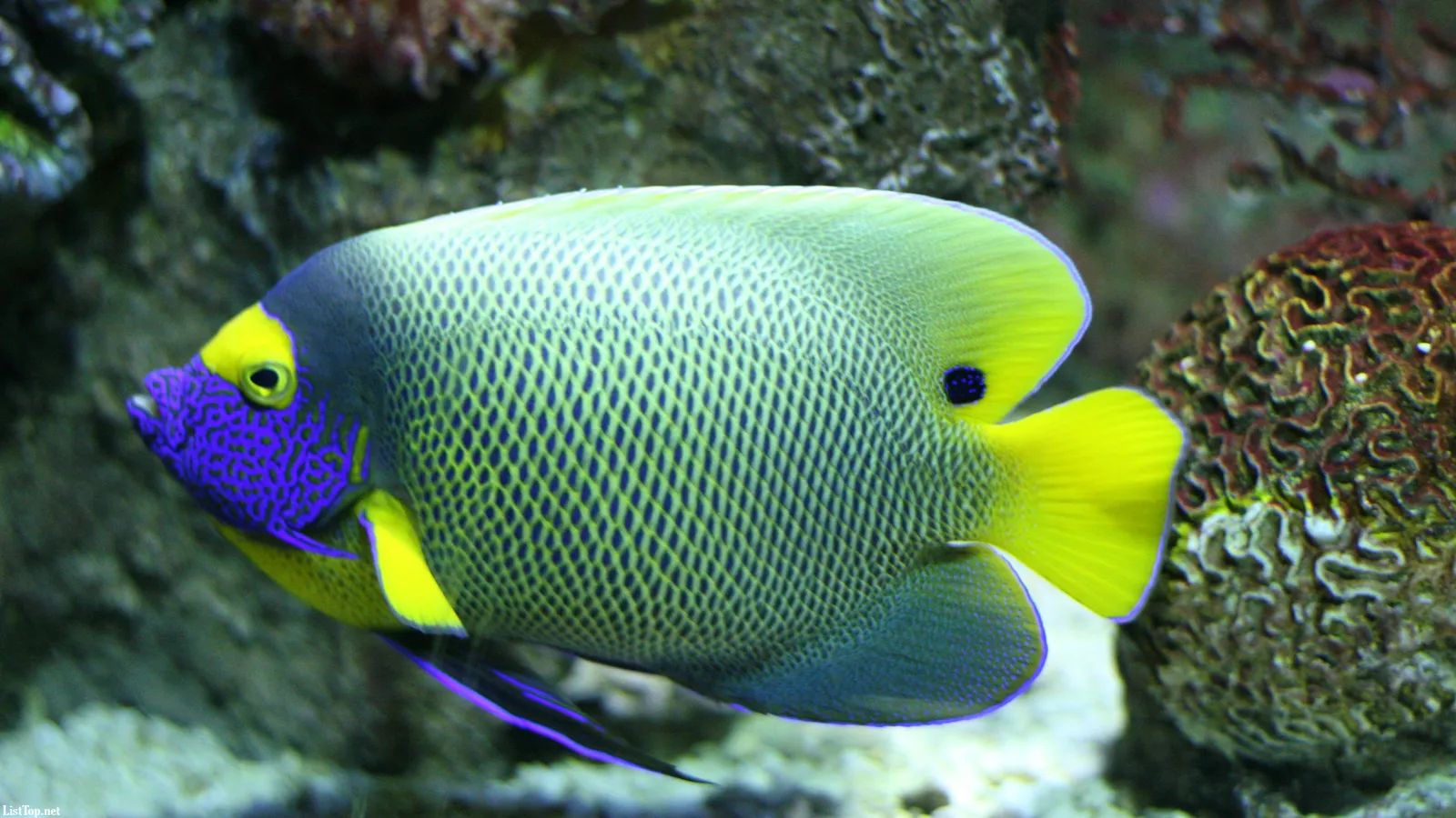 An angelfish displays yellow fins and blue and purple facial markings.