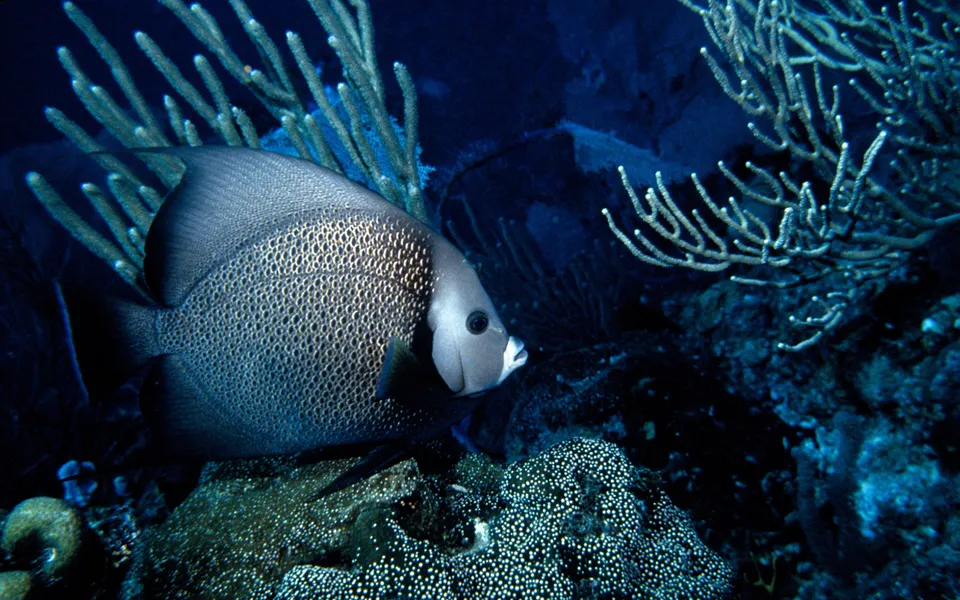 A large angelfish with a patterned body swims near coral and sea fans in dark blue water.