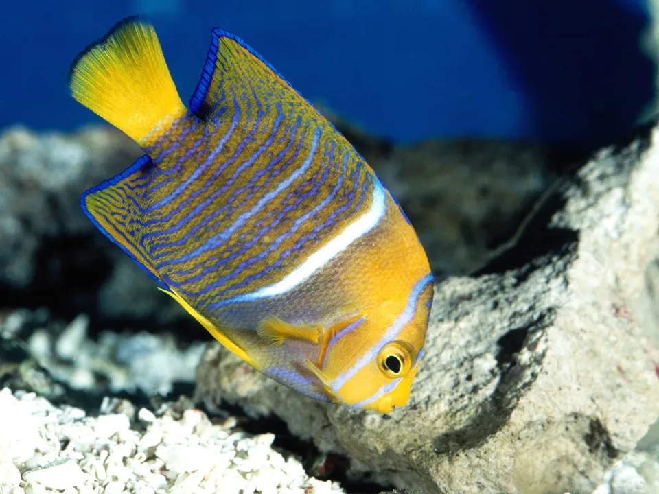 A yellow and blue striped angelfish swims near a rocky coral reef in clear blue water.