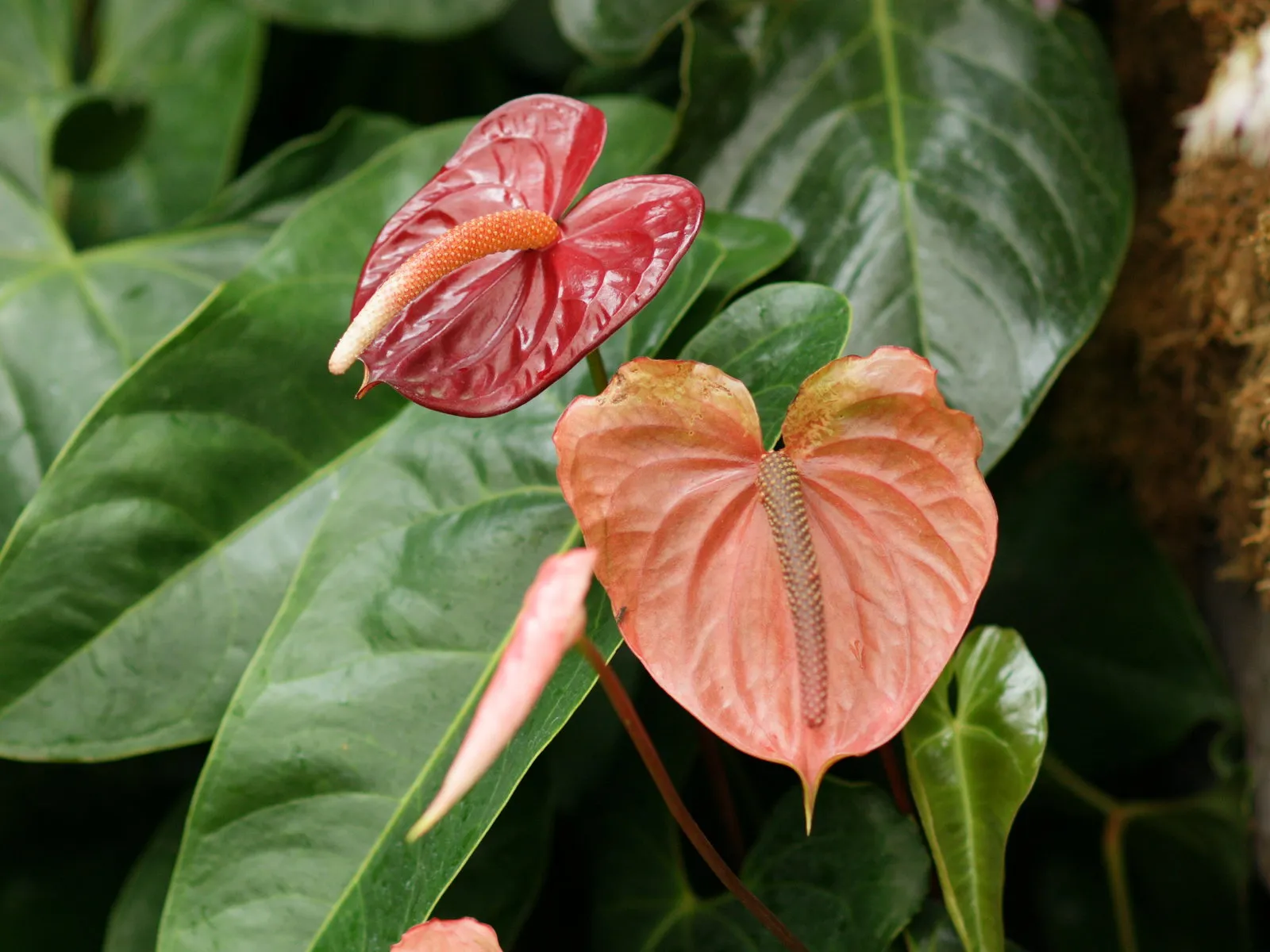 Close-up of two Anthurium flowers, one red and one peach, with large green leaves in the background.