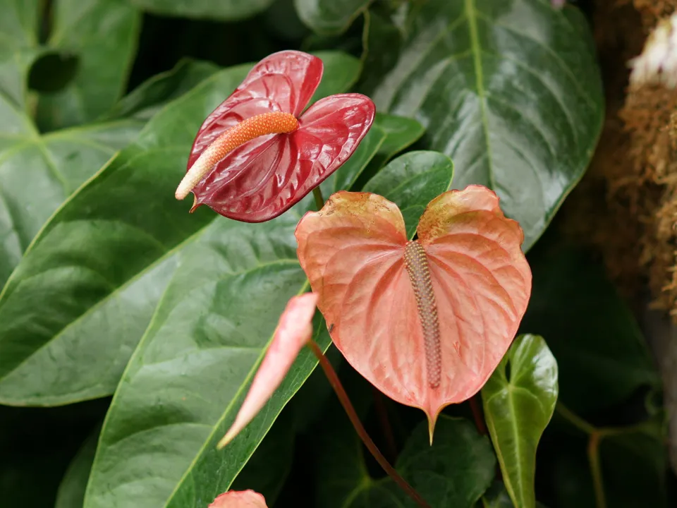 Close-up of two Anthurium flowers, one red and one peach, with large green leaves in the background.