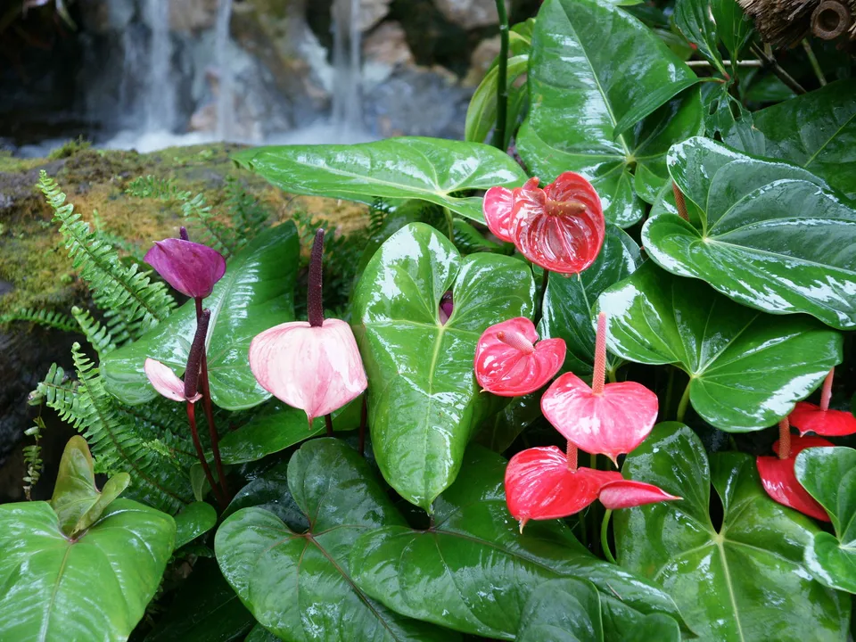 Close-up of vibrant anthurium flowers in red, pink, and purple with lush green leaves and a waterfall in the background.