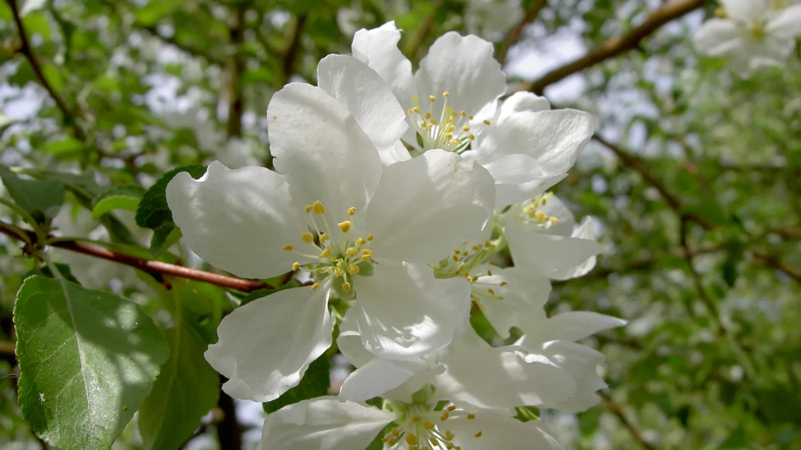 Close-up of white apple blossoms with yellow stamens against a blurred green background.