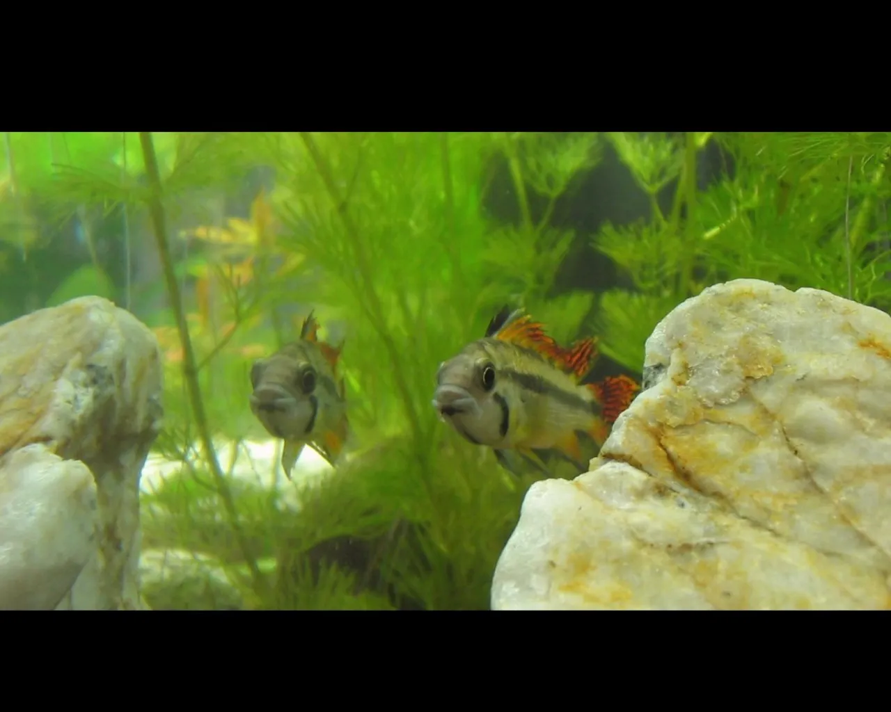 Two colorful fish swim in an aquarium with green plants and rocks.