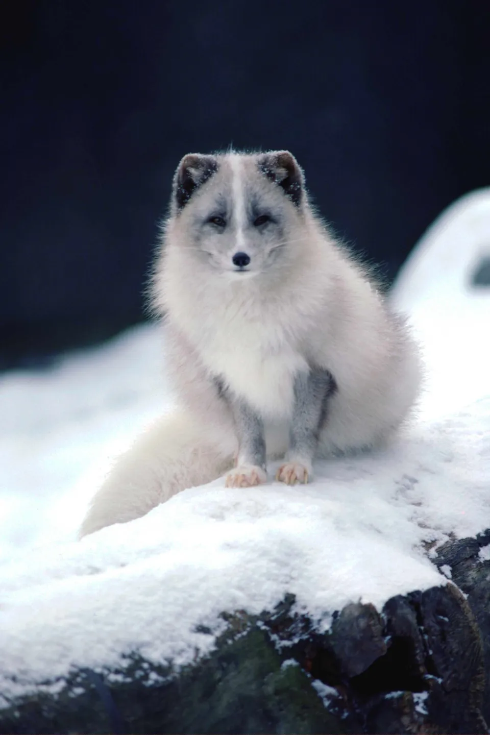 An arctic fox with white fur sits on a snow-covered rock, looking directly at the camera.