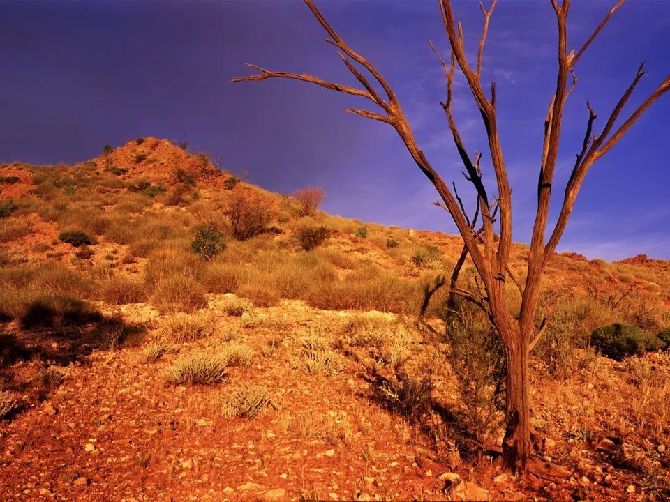 A stark, dead tree stands in the foreground of a dry, rocky landscape with a hill in the background under a deep blue sky.