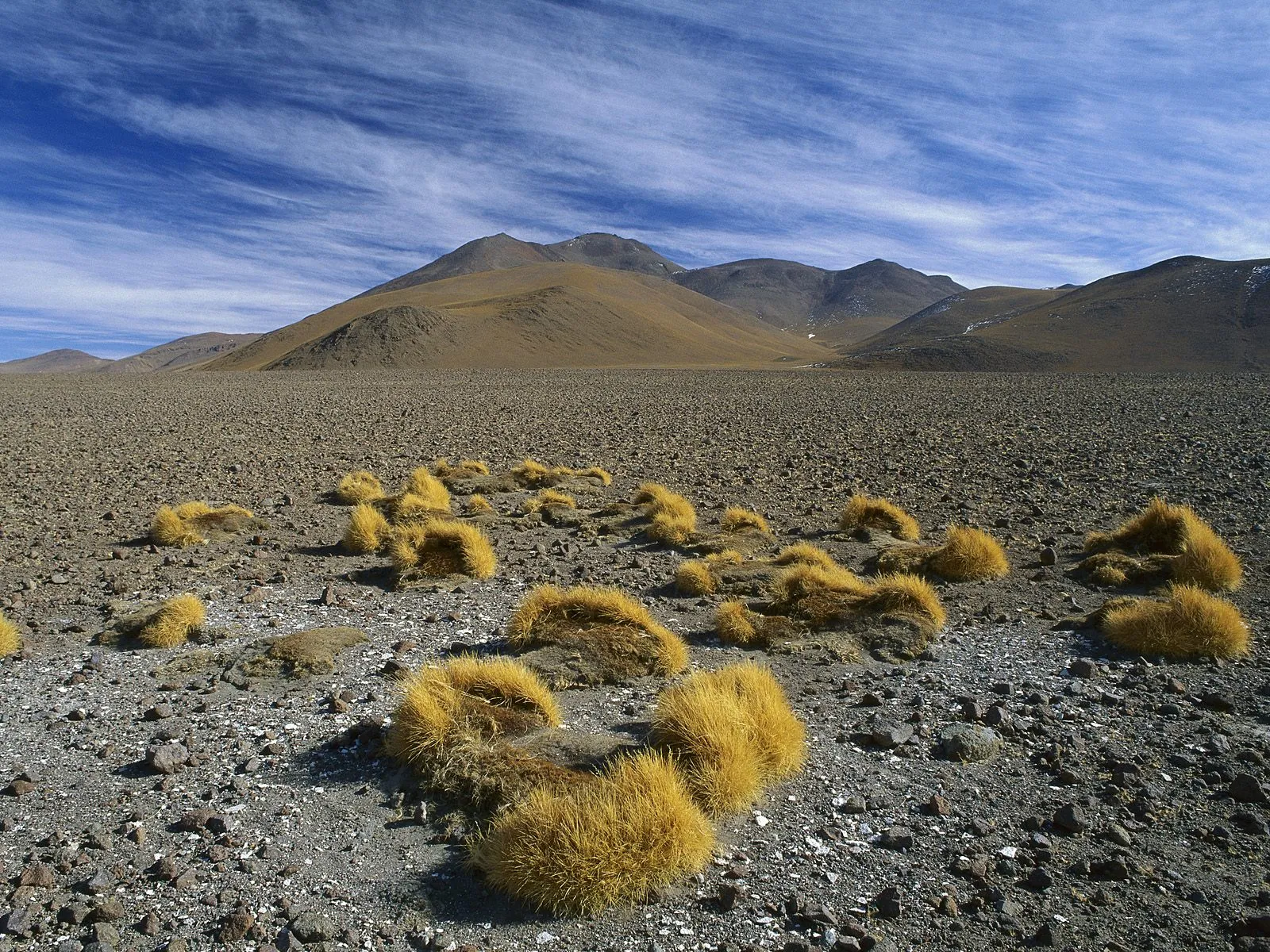 A vast, rocky desert landscape with scattered clumps of golden grass and distant, rolling mountains under a blue sky with wispy clouds.