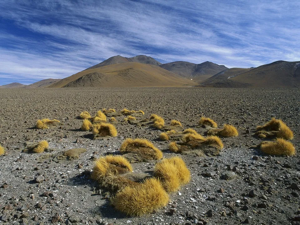 A vast, rocky desert landscape with scattered clumps of golden grass and distant, rolling mountains under a blue sky with wispy clouds.
