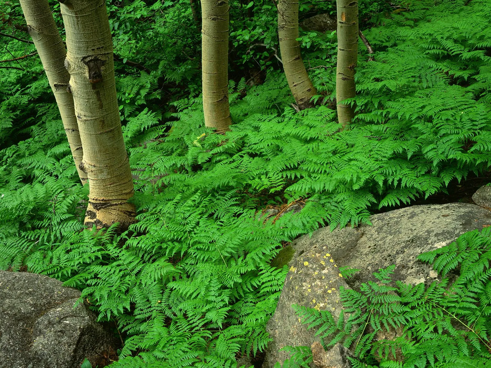 Tall aspen trees stand among a dense carpet of vibrant green ferns and large rocks.