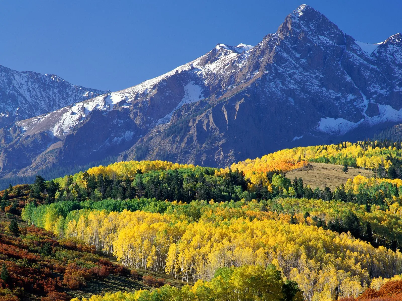 Vibrant yellow aspen trees cover rolling hills below snow-dusted mountain peaks under a clear blue sky.