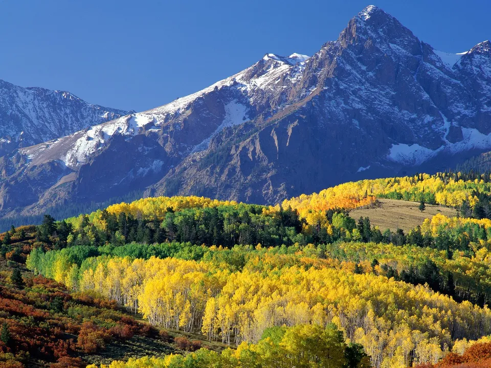 Vibrant yellow aspen trees cover rolling hills below snow-dusted mountain peaks under a clear blue sky.