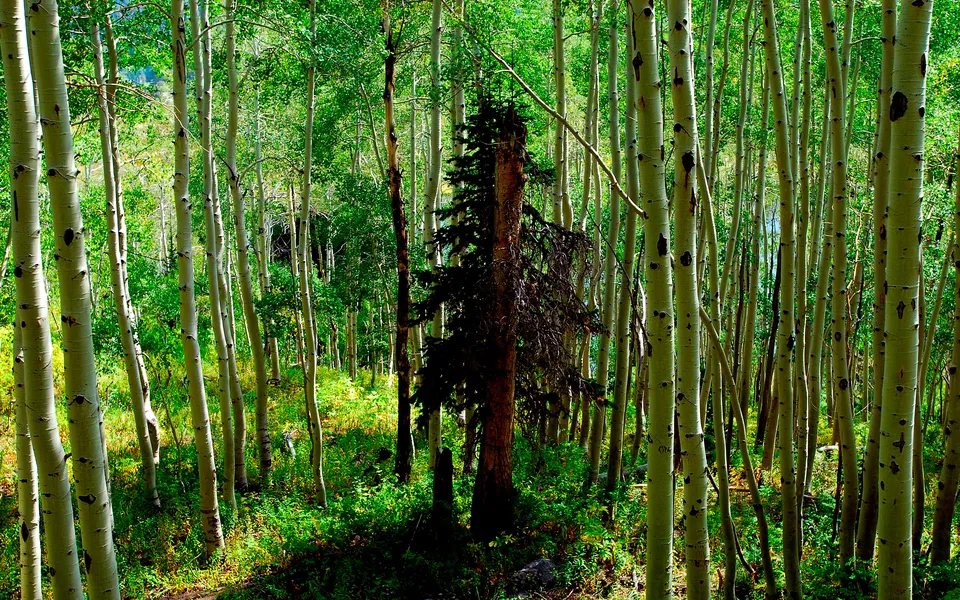 A dense forest of tall aspen trees with white bark and green leaves, a dark dead tree in the center.