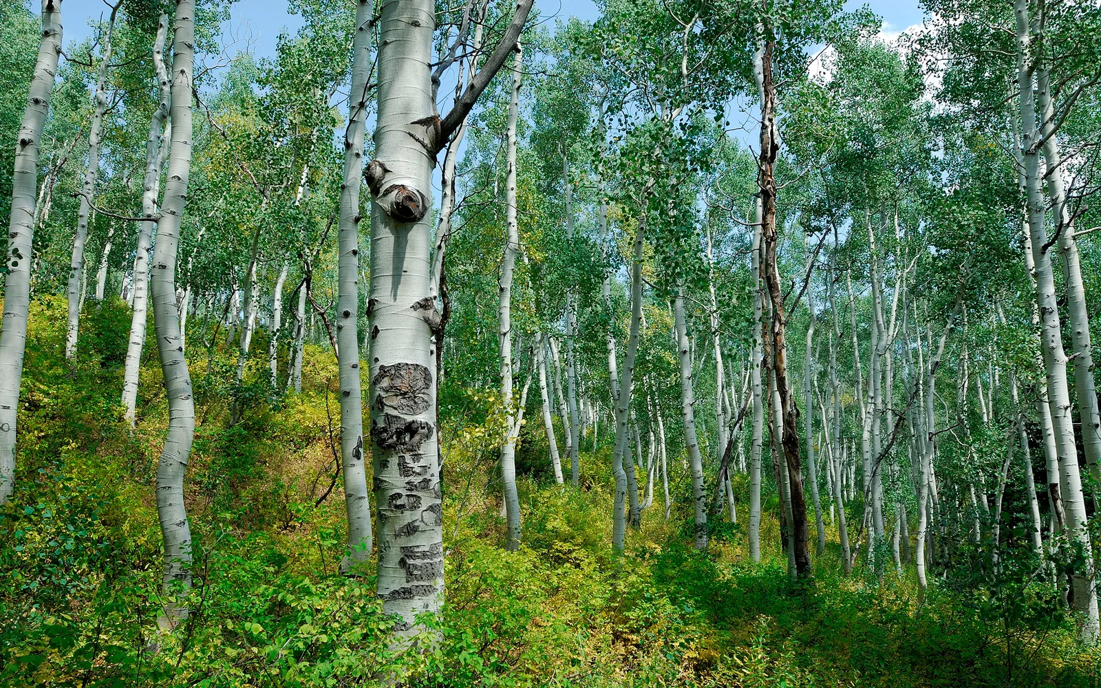 A dense grove of aspen trees with white bark and green leaves, illuminated by sunlight filtering through the canopy.