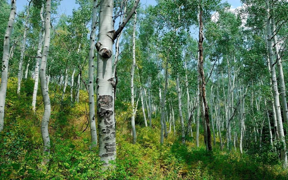 A dense grove of aspen trees with white bark and green leaves, illuminated by sunlight filtering through the canopy.