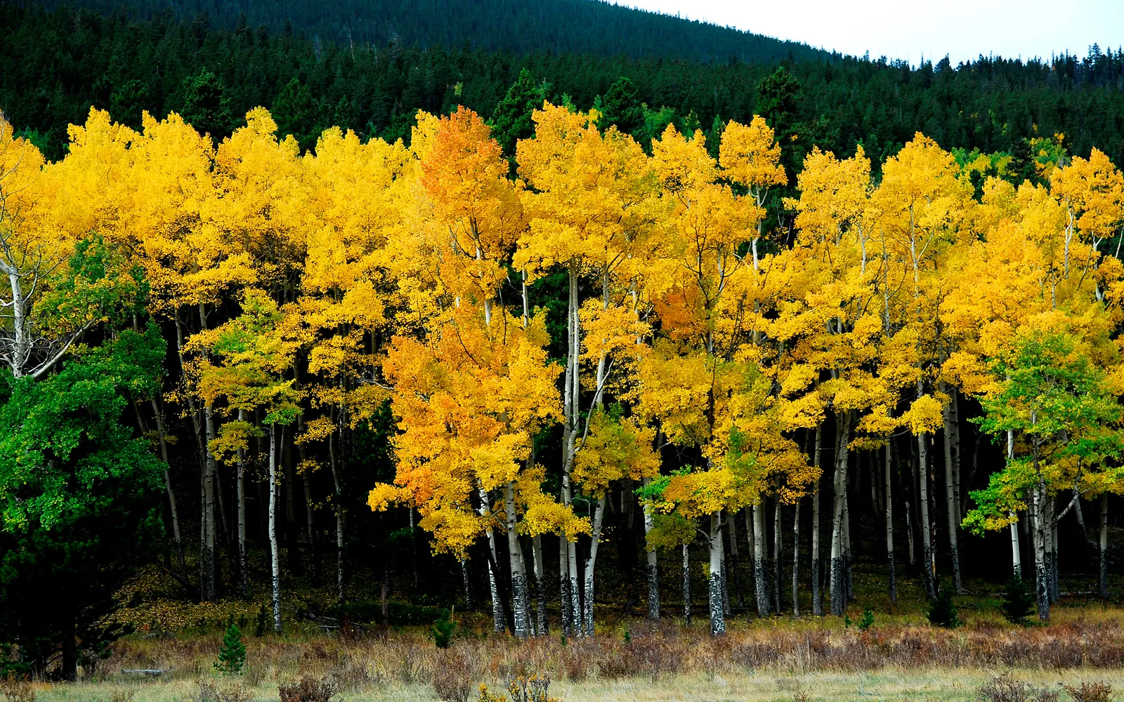 A dense forest of aspen trees with bright yellow leaves, set against a dark evergreen forest.