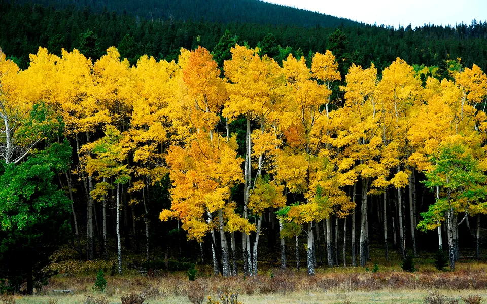 A dense forest of aspen trees with bright yellow leaves, set against a dark evergreen forest.