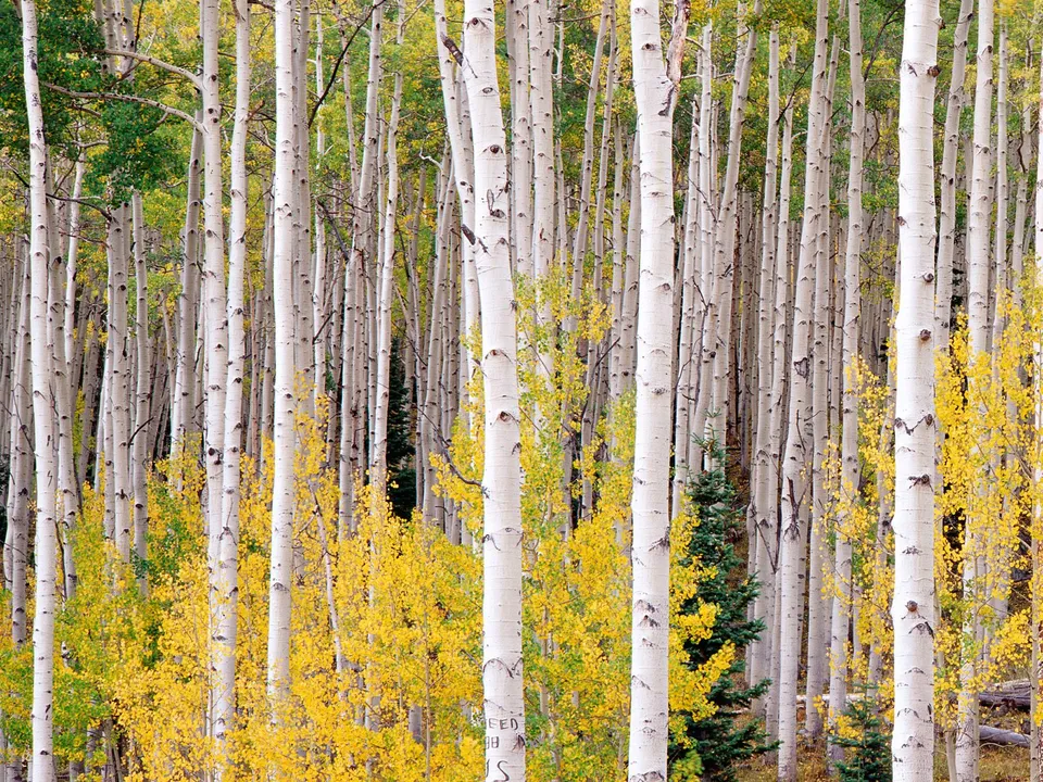 A dense forest of aspen trees with white bark and bright yellow leaves in autumn.