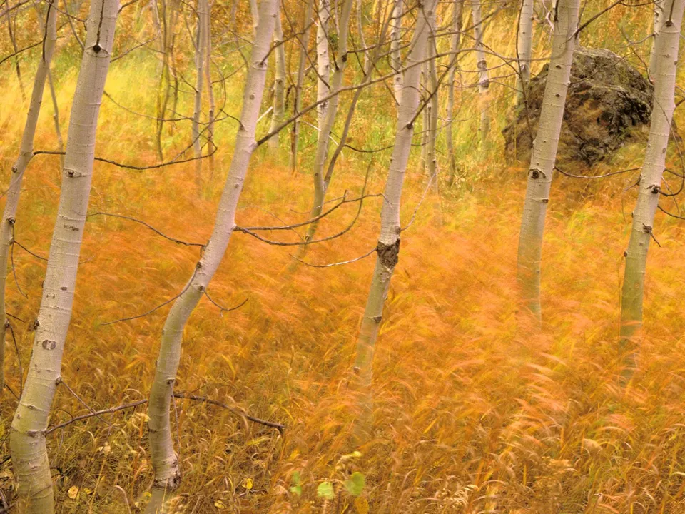 Tall, slender aspen trees stand in a field of vibrant orange grass, with a large rock visible in the background.