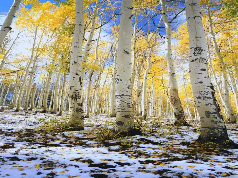 A forest of aspen trees with yellow leaves and patches of snow on the ground.