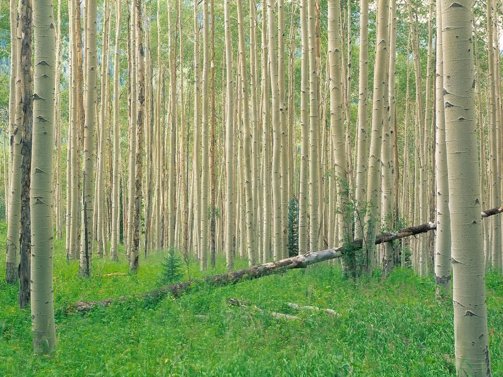 A dense forest of tall, slender aspen trees with white bark and green leaves, a fallen log lies in the foreground.