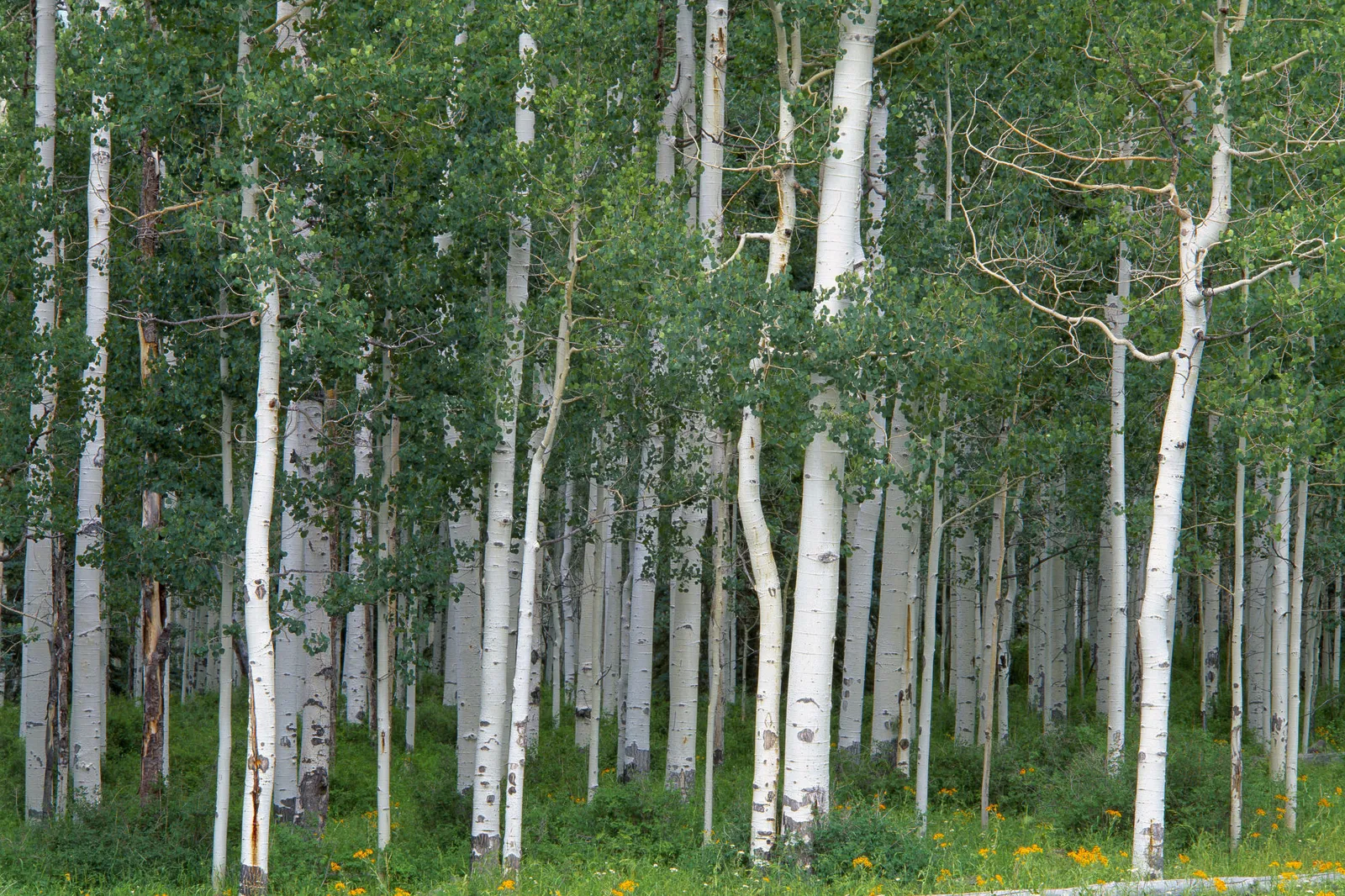 A dense forest of tall aspen trees with white bark and green leaves, with yellow wildflowers in the foreground.