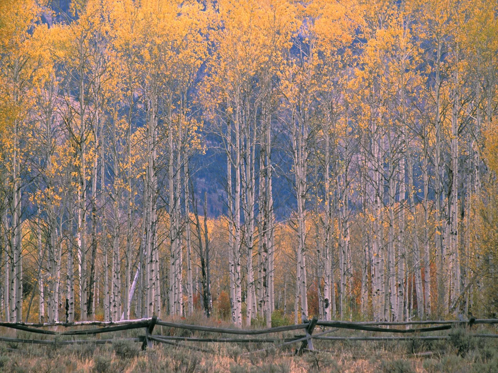 A vibrant aspen grove in autumn with a weathered wooden fence in the foreground.