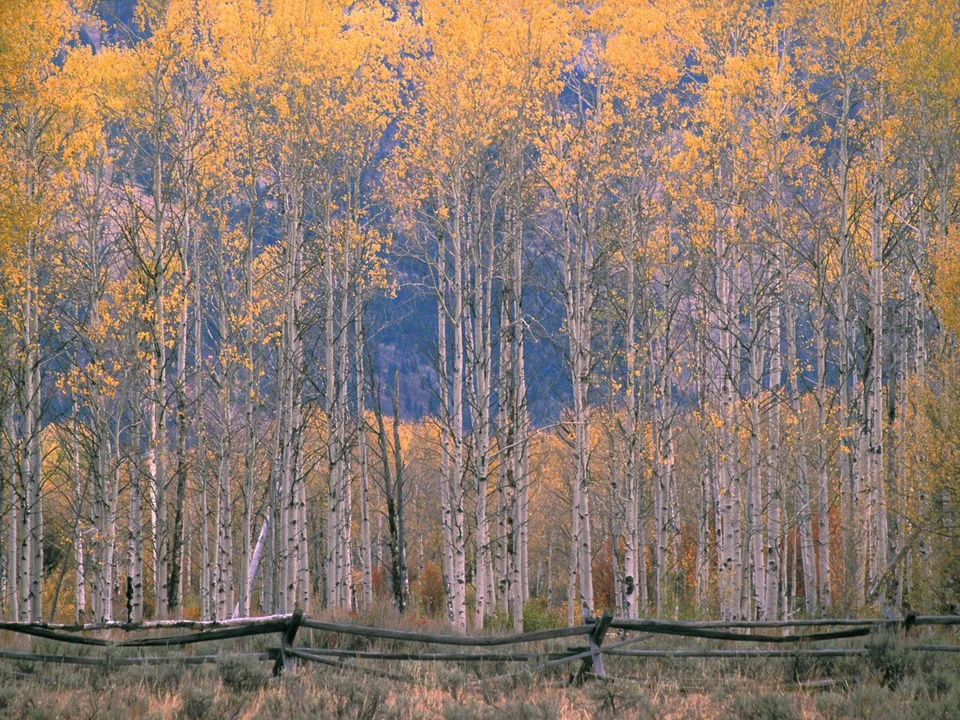 A vibrant aspen grove in autumn with a weathered wooden fence in the foreground.